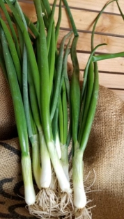 Onion. Green